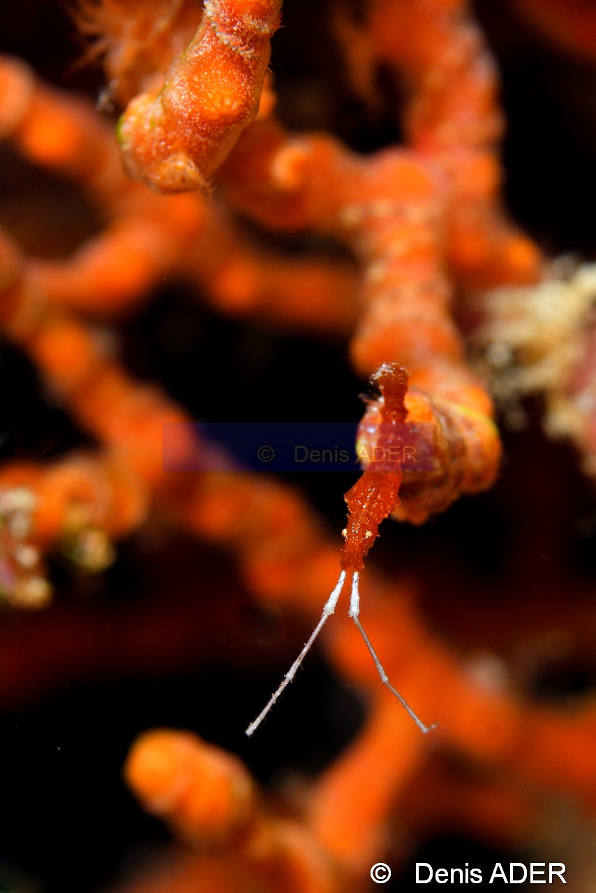 Genre-espece-Tomia Hondue Beach-11m-20180525-Denis-ADER-DSC_0371_tn.jpg